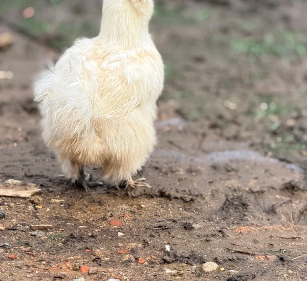 fazendinha (12)