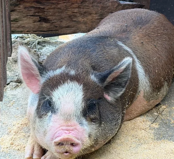 fazendinha (2)
