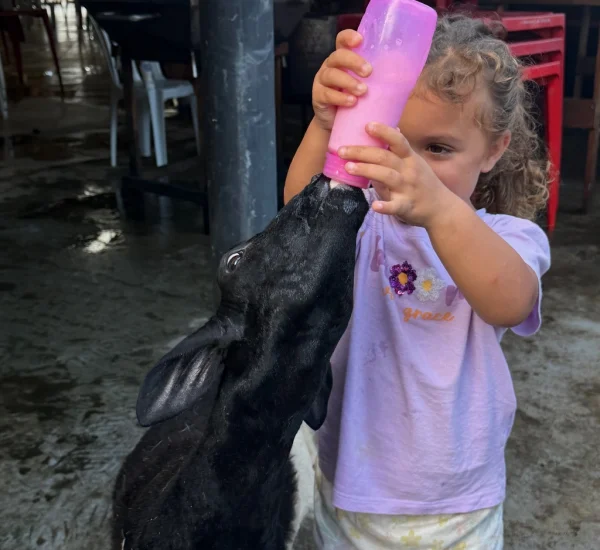 fazendinha (4)