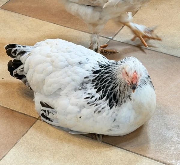 fazendinha (5)