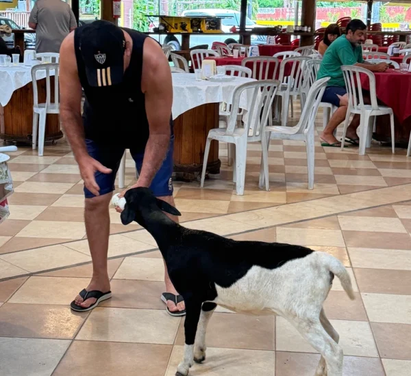 fazendinha (6)