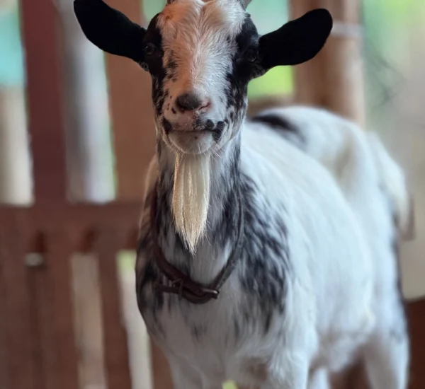 fazendinha (8)